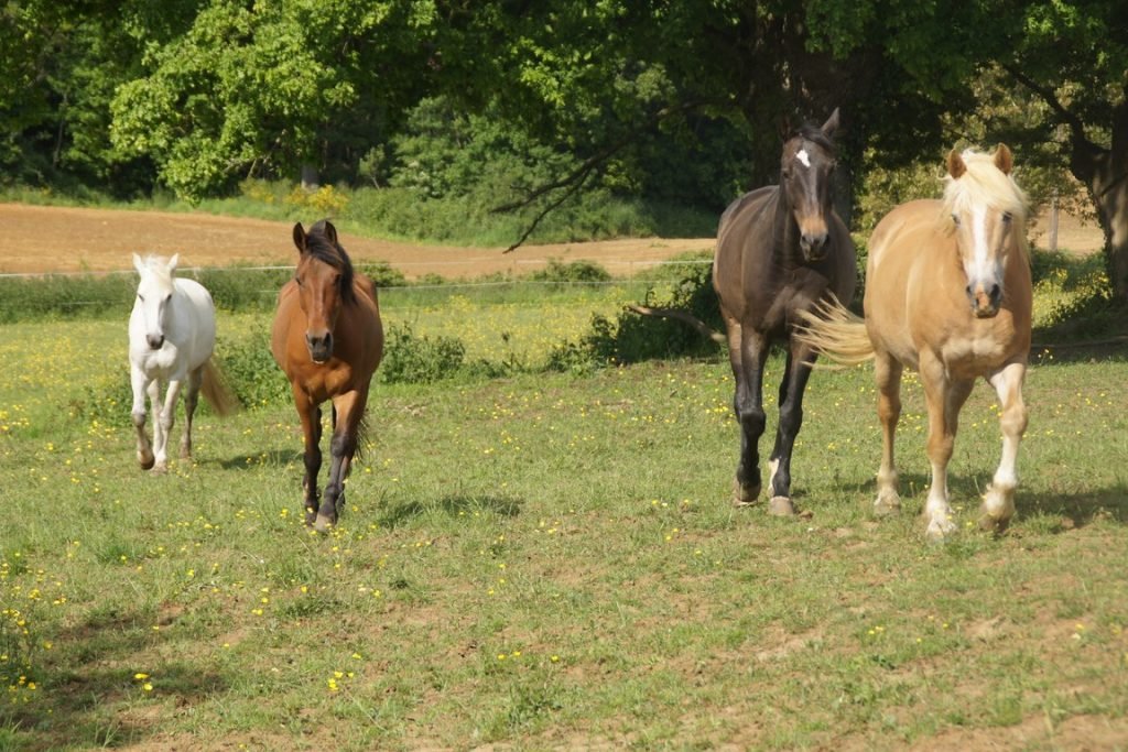garde d'animaux à domicile