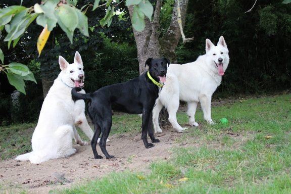 nounou pour animaux