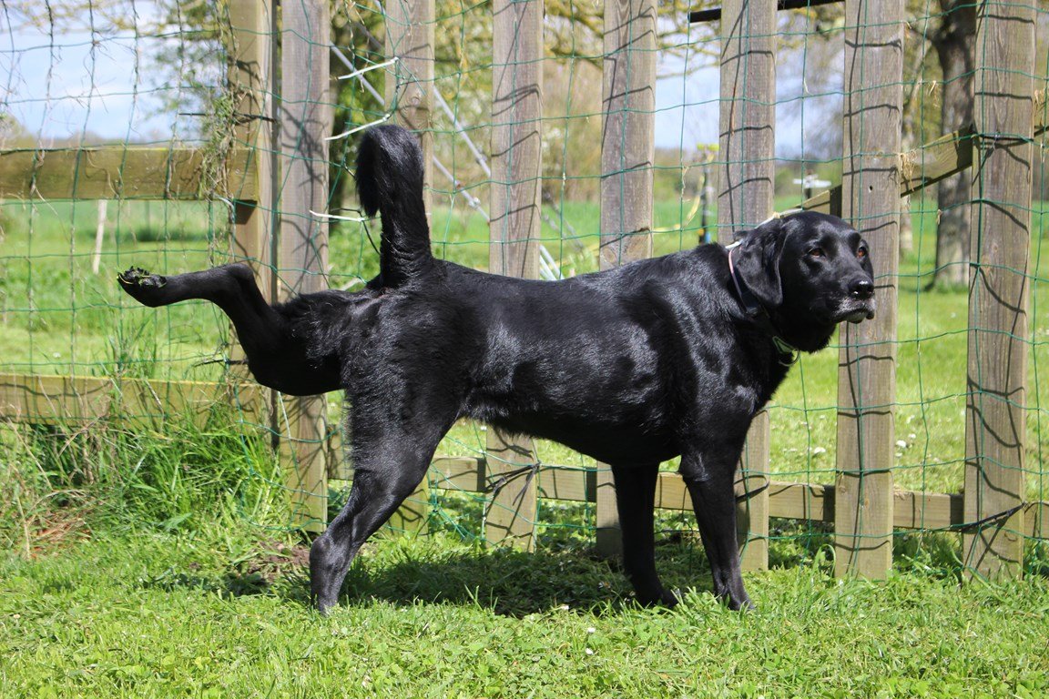 Pension canine Maine et Loire