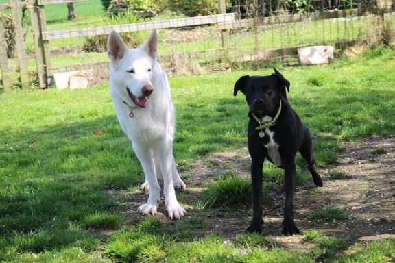 pension canine sans box ni chenil