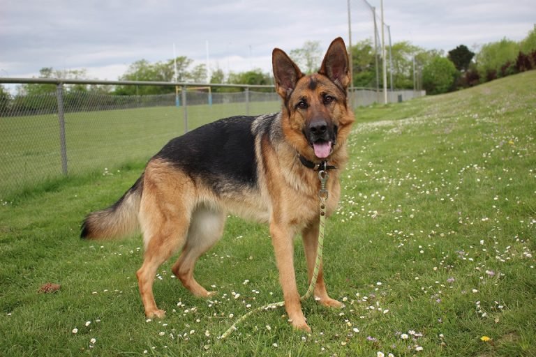 Promenade canine Angers