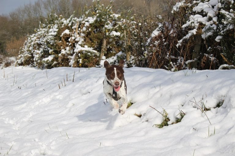 pet sitter promenade de chiens Maine et Loire