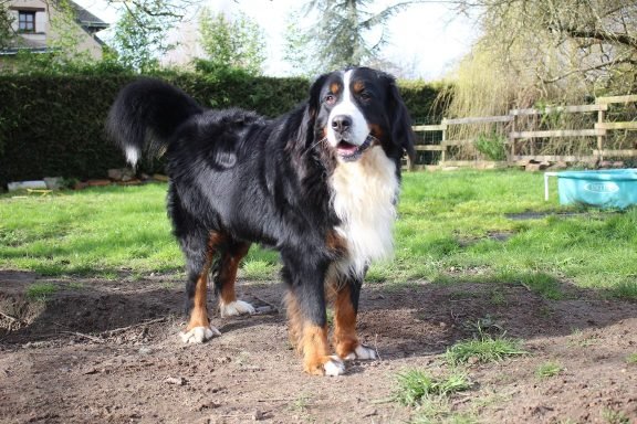 pension canine sans box ni chenil