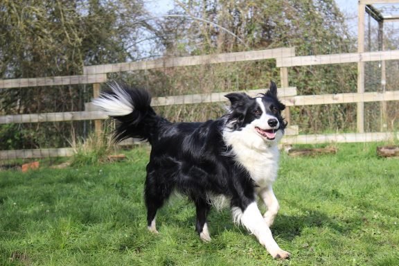 pension canine sans box ni chenil