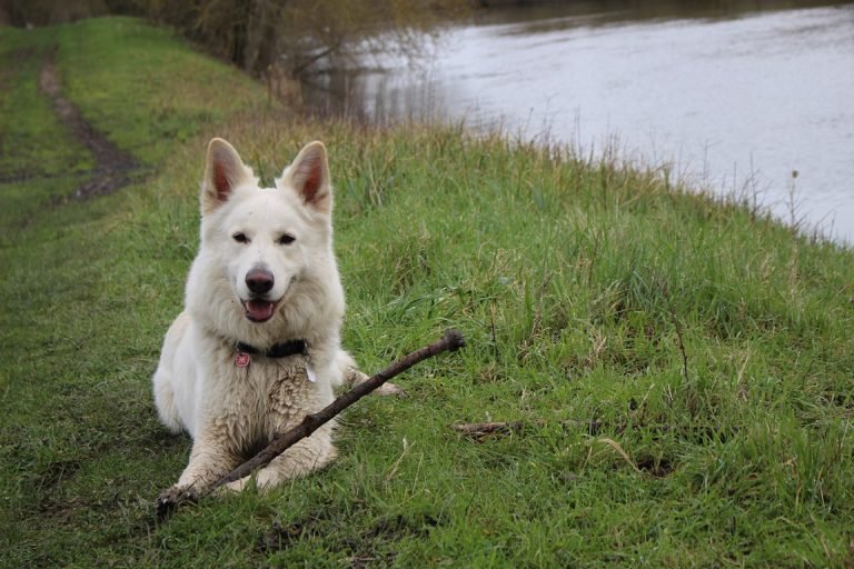pension canine sans box ni chenil
