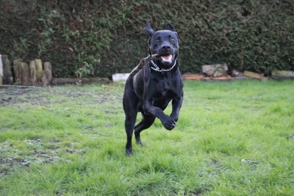 pension canine sans box ni chenil