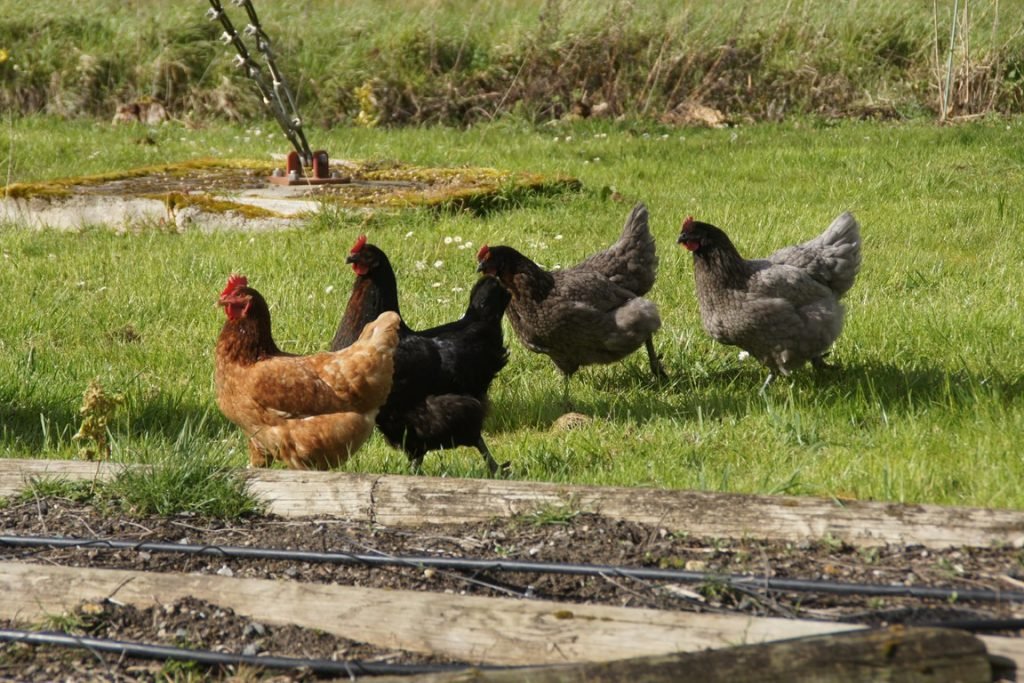 gardes d'animaux