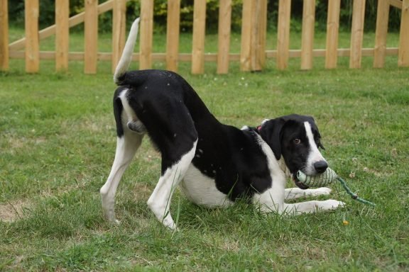 pension canine sans box ni chenil