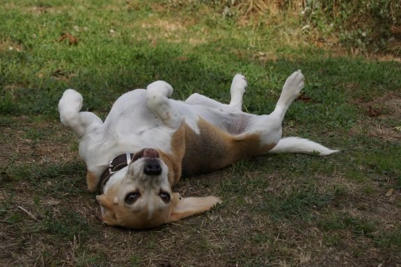 pension canine sans box ni chenil