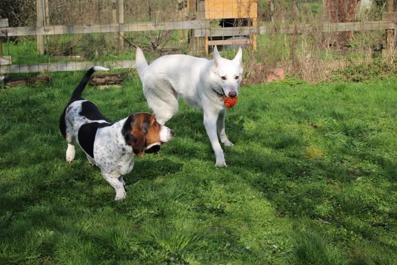 pension canine sans box ni chenil