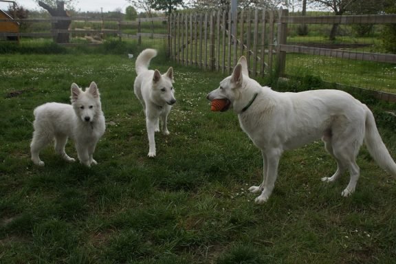pension chien 49