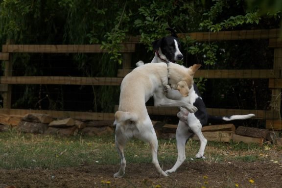 pension chien sans box ni chenil maine et loire