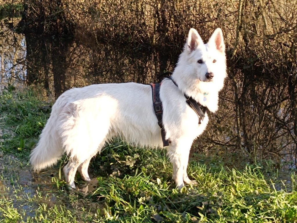 Pension canine familiale autour de moi