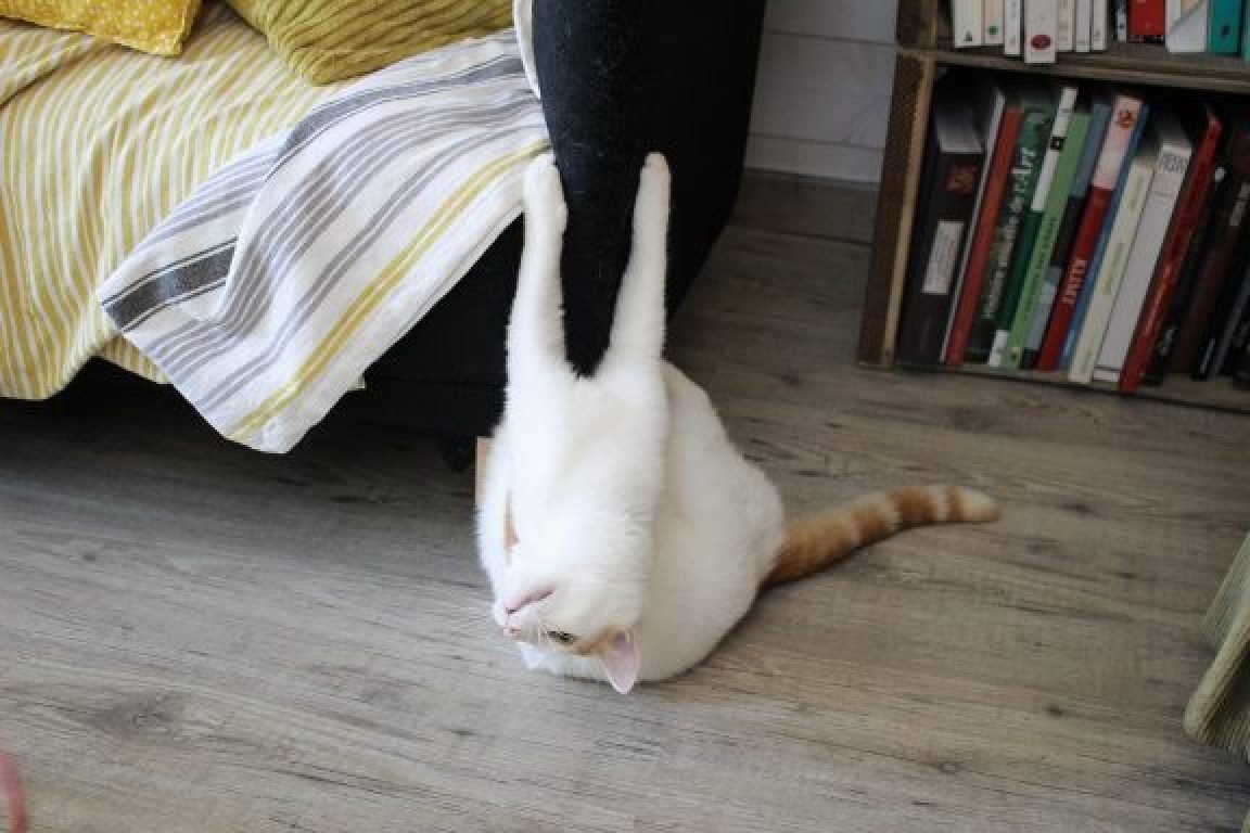 garde de chats