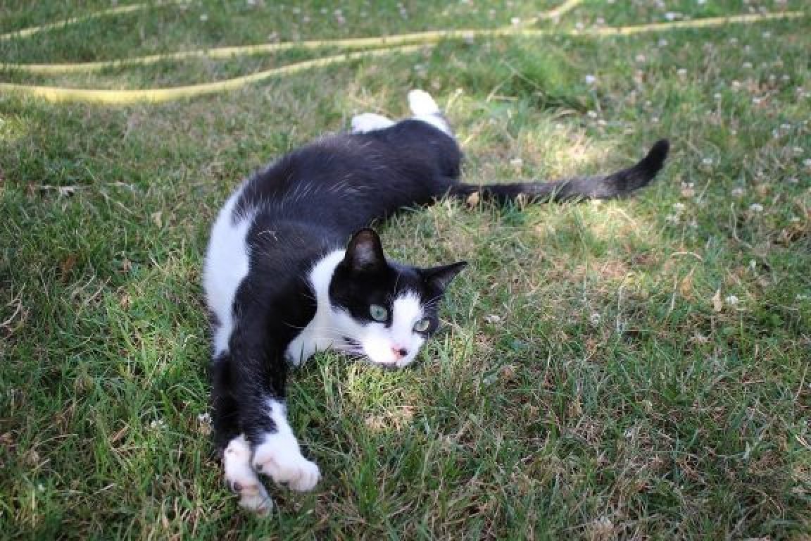 visite de chat à domicile