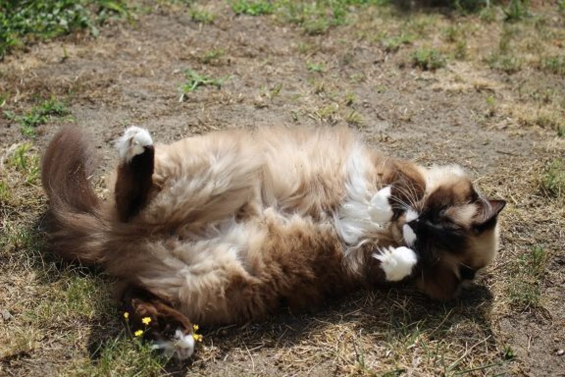 vacances chat
