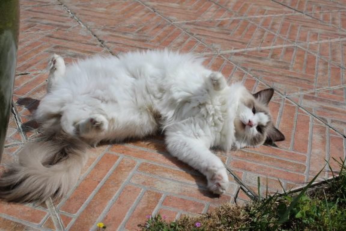 garde de chat à domicile