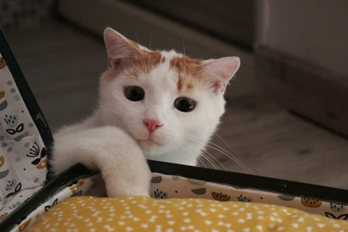 cat sitter