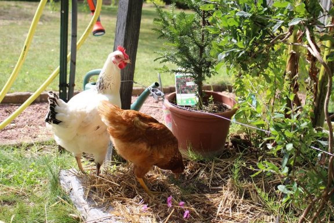 pet sitter poules 49