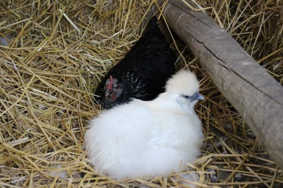 Nounou pour poules Maine et Loire