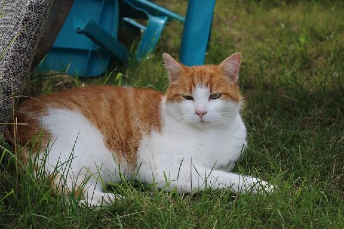 Nounou pour animaux Angers
