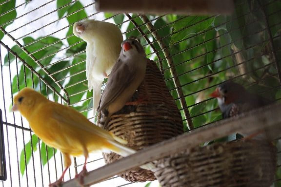 pet sitter oiseaux Maine et Loire