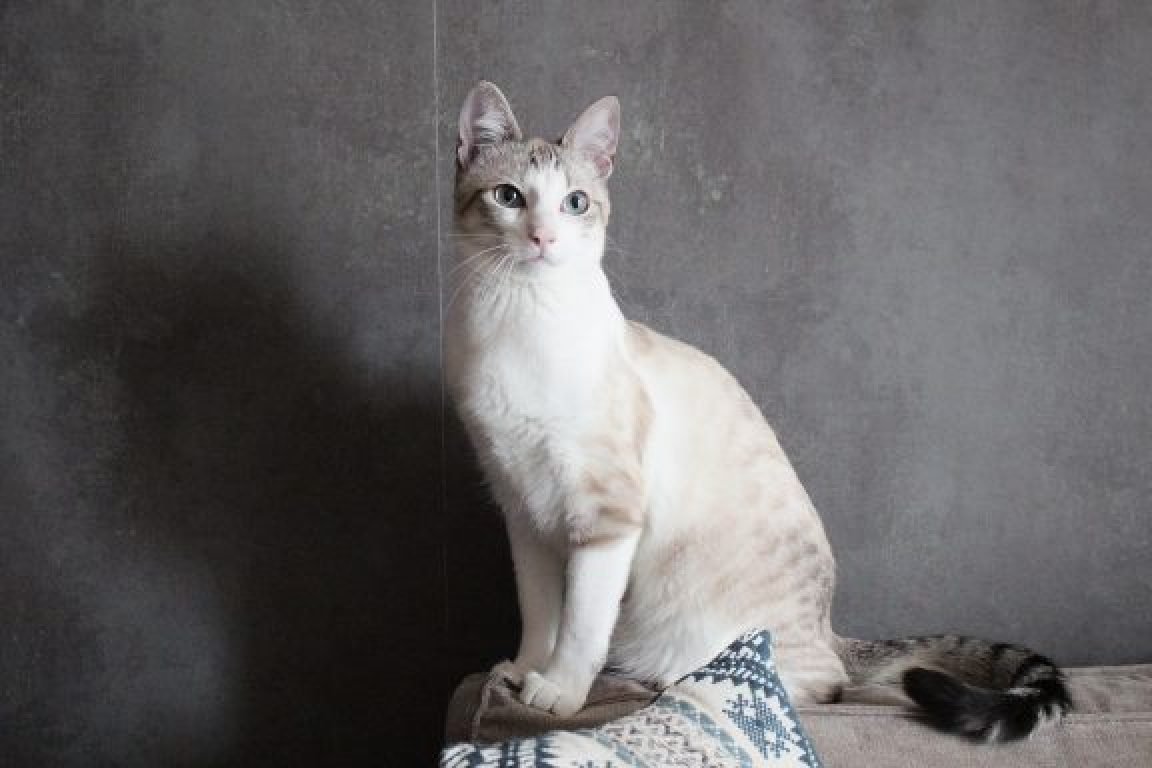 garde de chat Angers