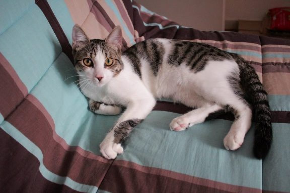 pet sitter chats Maine et Loire