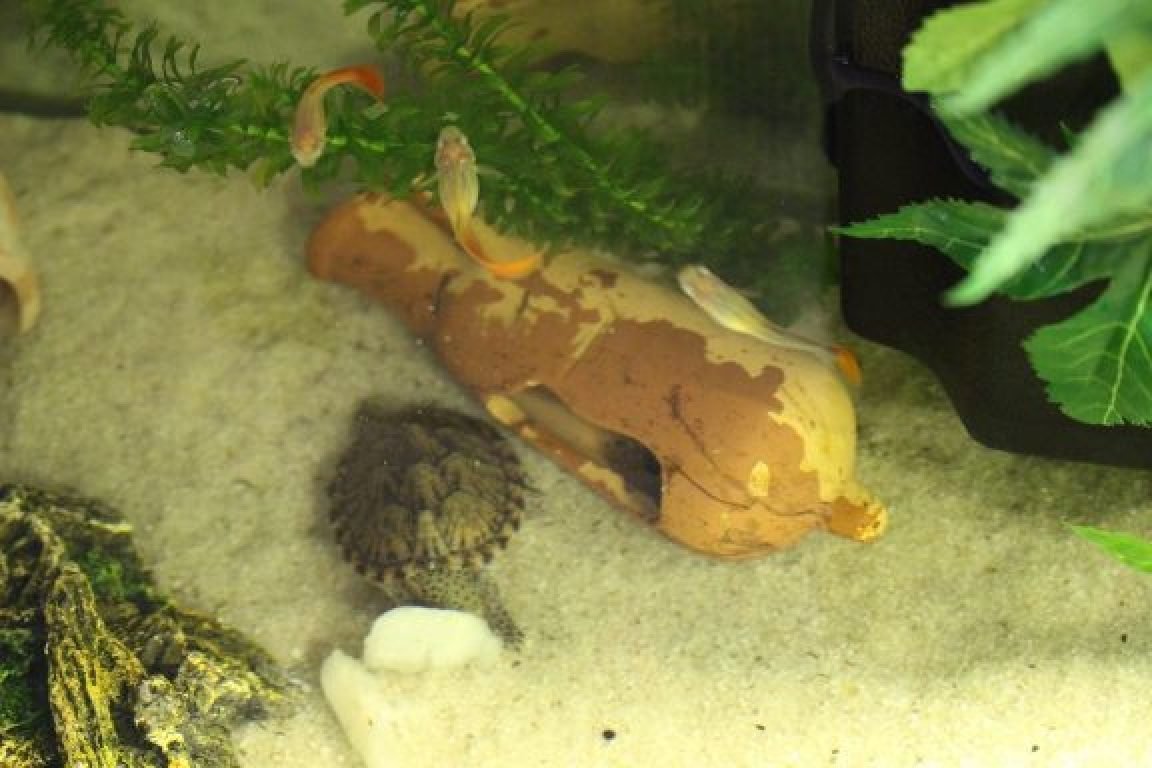 pet sitter tortue
