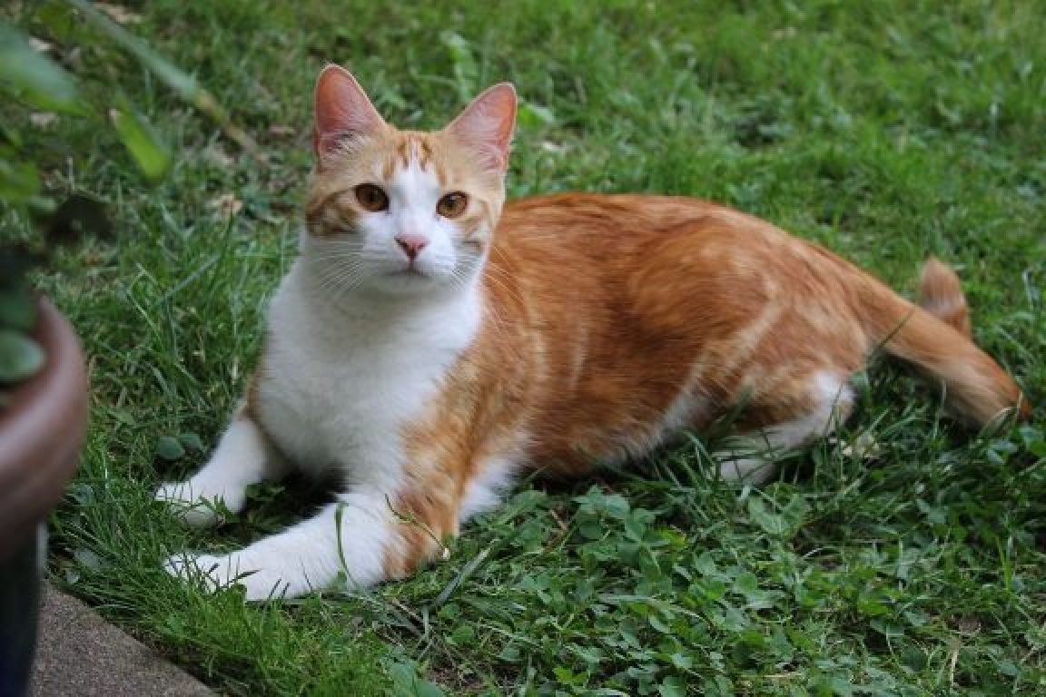 Garde d'animaux