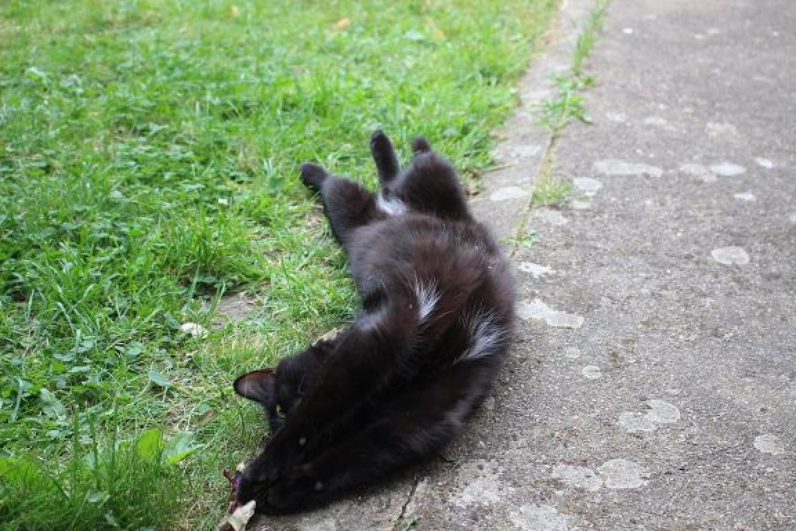 Garde d'animaux