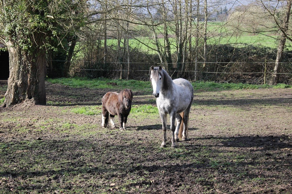Garde de chevaux Maine et Loire