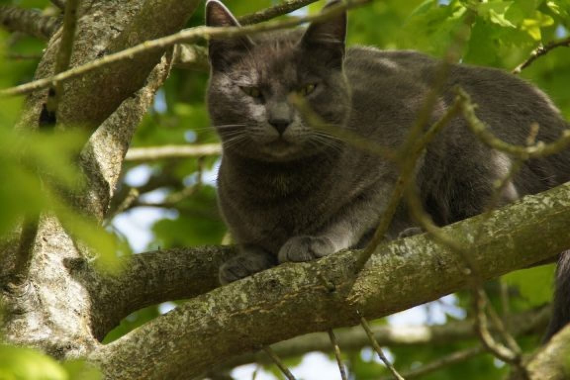 Garde de chat Angers