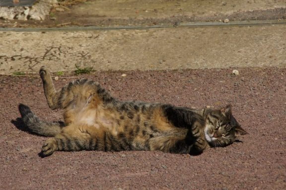 Garde de chats 49
