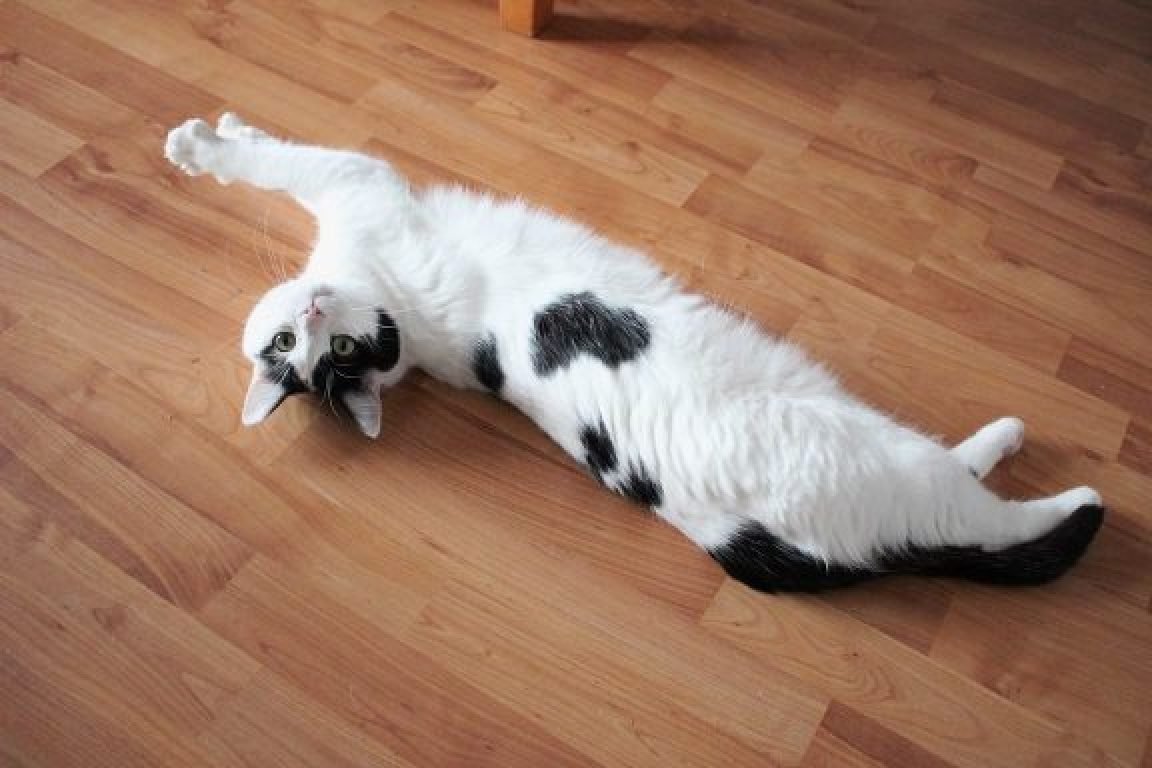visites et soins aux chats Maine et Loire