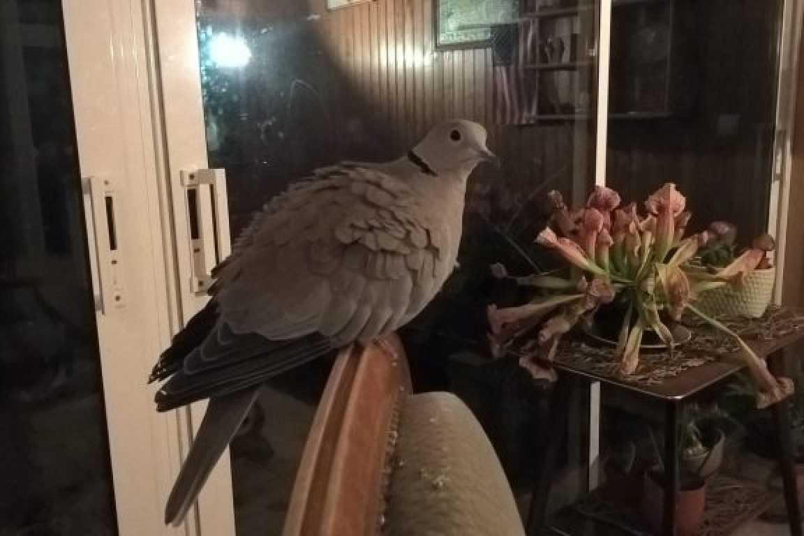 Visites et soins oiseaux Maine et Loire
